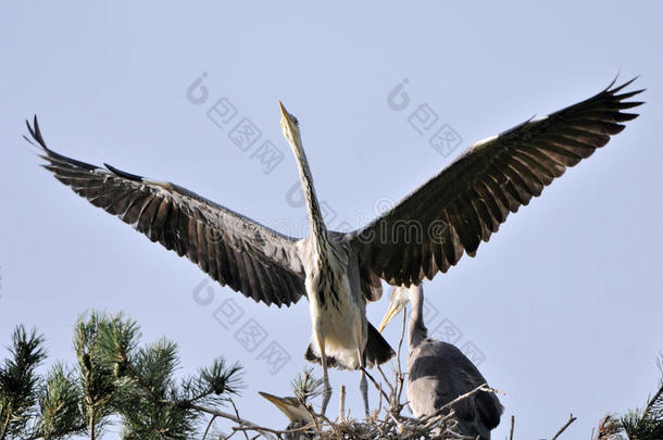 拍打翅膀灰色的鹭鸟在巢里