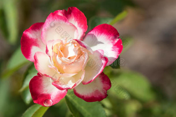 开花芽植物区<strong>系</strong>华丽的<strong>佛</strong>罗里达州