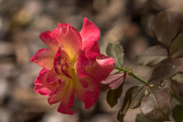 秋天<strong>杜鹃花开</strong>花植物区系华丽的