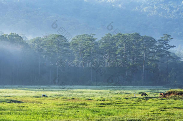 越南大叻市荷塘林湖附近的suoi tia地区