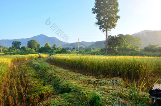绿色稻田，农民收割水稻