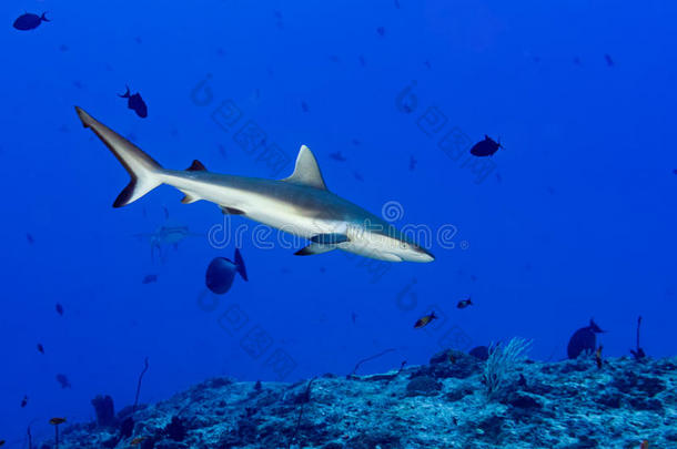 灰色鲨鱼准备在蓝色的水下攻击