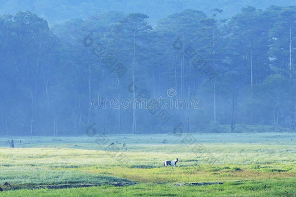 越南大叻市<strong>荷塘</strong>林湖附近的suoi tia地区