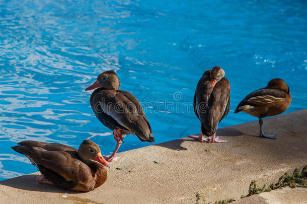夏天游泳池里有趣的鸭子小组