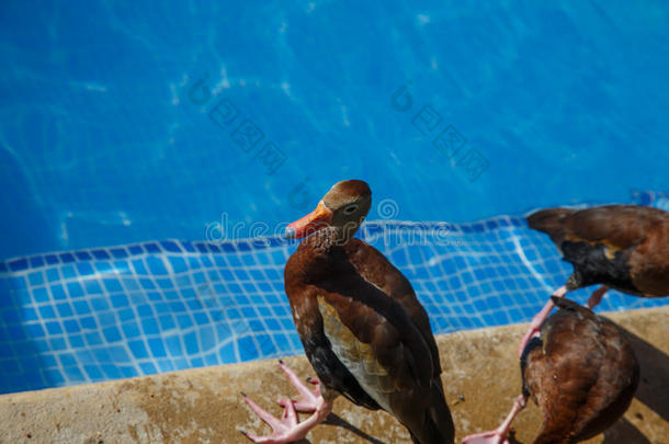 夏天游泳池里有趣的鸭子小组