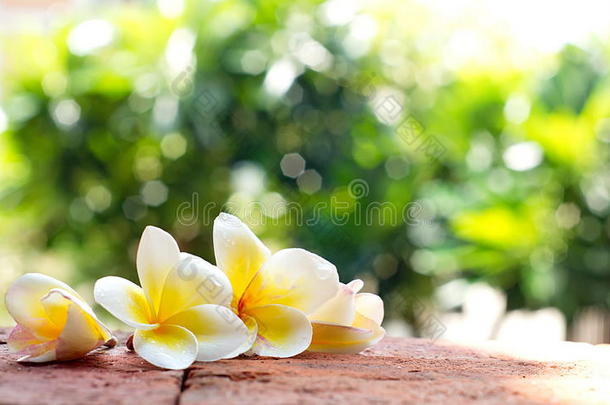 在砖地板上盛开的白色梅花或方吉帕尼花