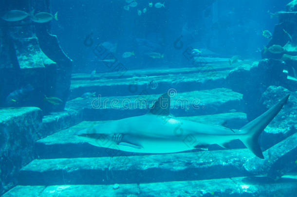 大<strong>鲨鱼</strong>在水族馆里淹死的城镇游泳
