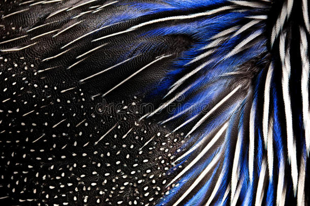 白色和蓝色野鸡羽毛的详细纹理。 背景和纹理