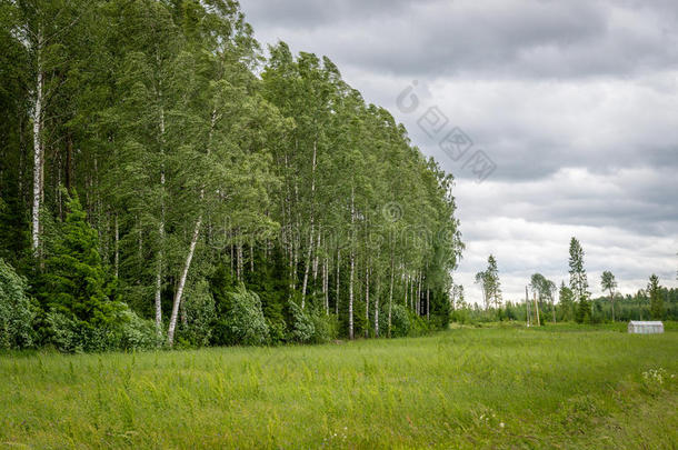 桦树林在风中，拉脱维亚