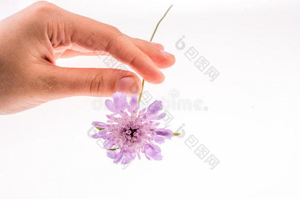手拿着一朵紫色的花