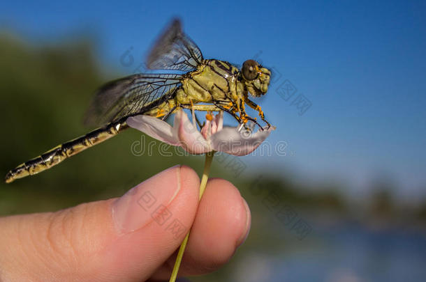 蜻蜓在手指上蜻蜓在花上。