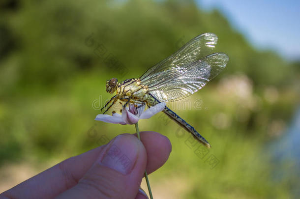 蜻蜓在手指上蜻蜓在花上。