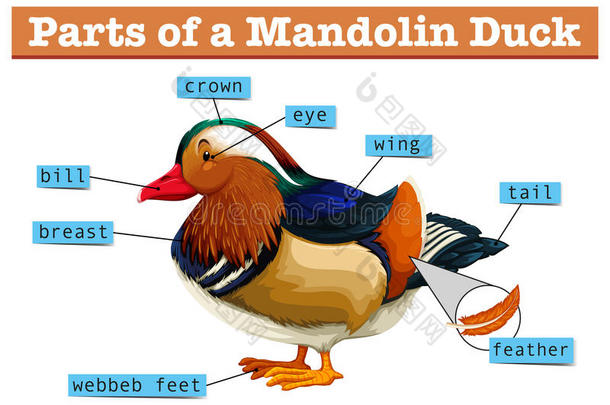 曼陀林鸭的不同<strong>部位</strong>