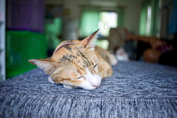猫睡觉休息放松