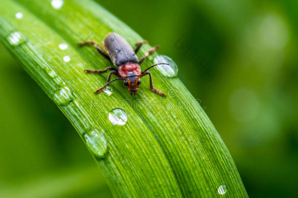一只小甲虫在草叶上的<strong>特写</strong>，上面有<strong>露珠</strong>。 背景。