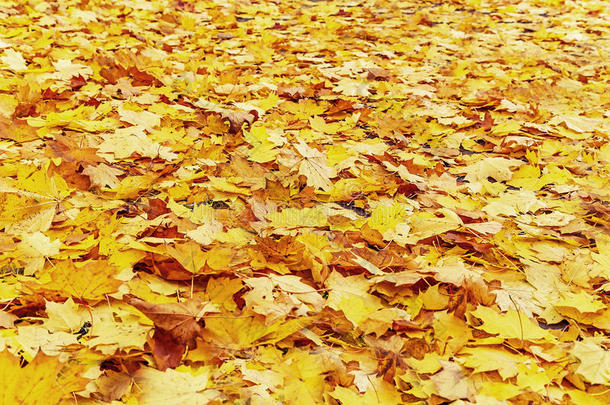 美丽的秋叶背景（纹理）。 天然红色，苍黄和黄色枫叶。