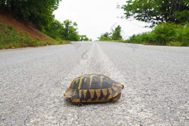 动物背景关闭十字路口沙漠