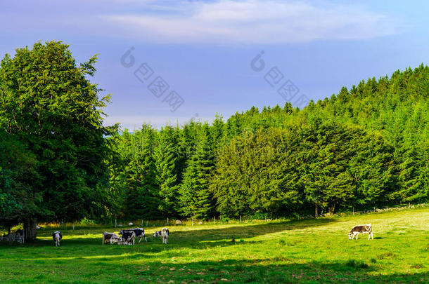 田野上绿草，夏天的风景