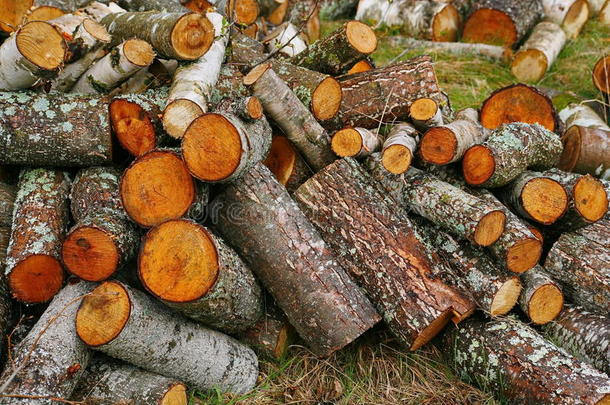 一大堆木柴。 壁炉用的一堆木柴。 锯成的树干红的白杨，堆成一堆