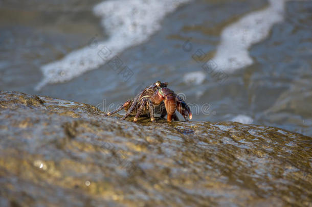 螃<strong>蟹</strong>特写，黑海螃<strong>蟹</strong>，螃<strong>蟹</strong>生活