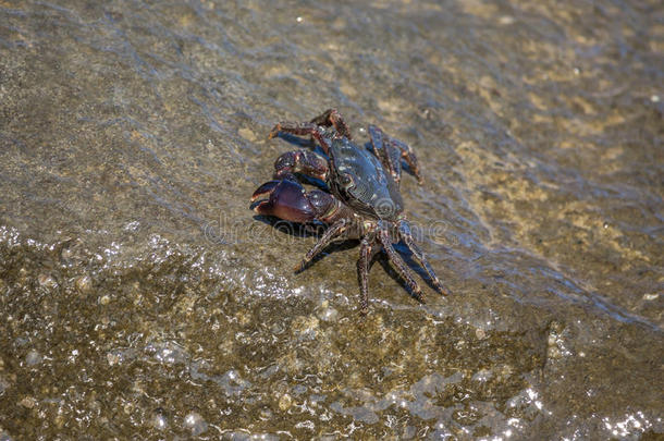 螃蟹特写，黑海螃蟹，螃蟹生活