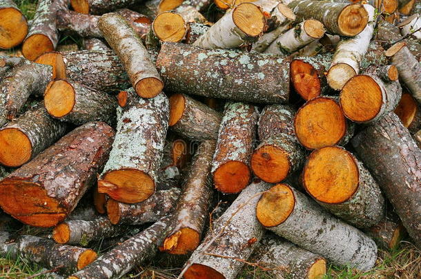 一大堆木柴。 壁炉用的一堆木柴。 锯成的树干红杨堆成一堆