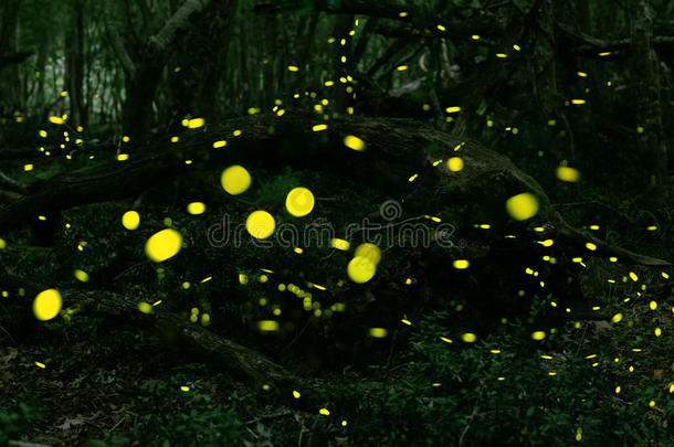 <strong>萤火</strong>虫在保加利亚布尔加斯附近的森林