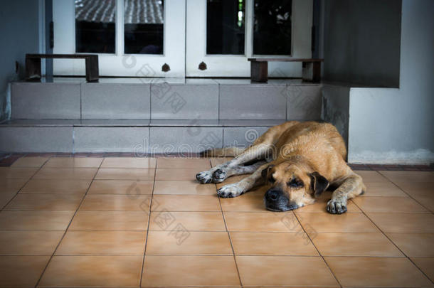 一只老狗躺在房子前面