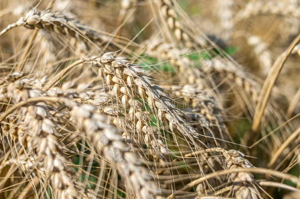美丽干燥的麦穗，在温暖的夏天