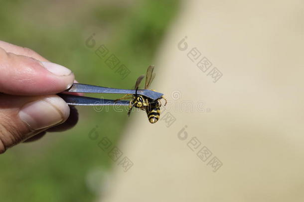 镊子上常见的黄蜂