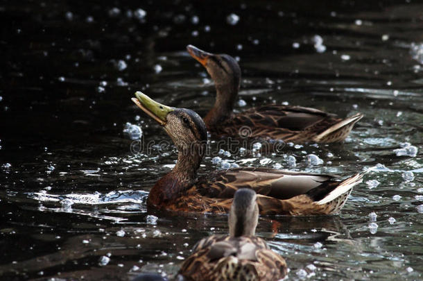 鸭子们正准备喂漂浮在白湖加中国公园里的面包。