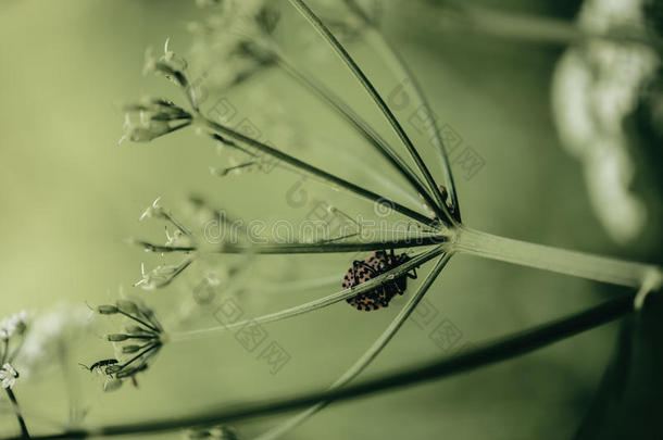 花中的虫子，颜色分级