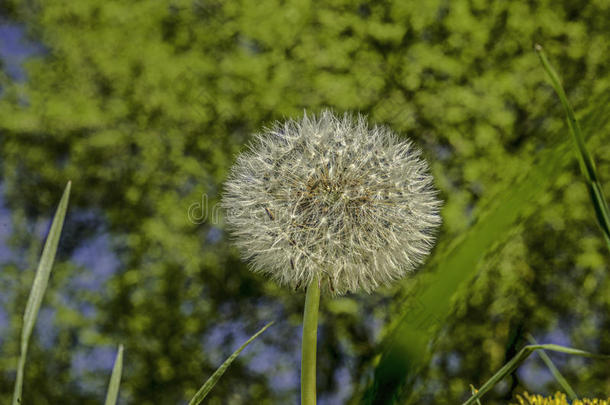 褪色的<strong>蒲公英</strong>花作为HDR<strong>图片</strong>