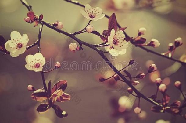 美丽的开花日本樱花。 春天有花的背景。 春天。