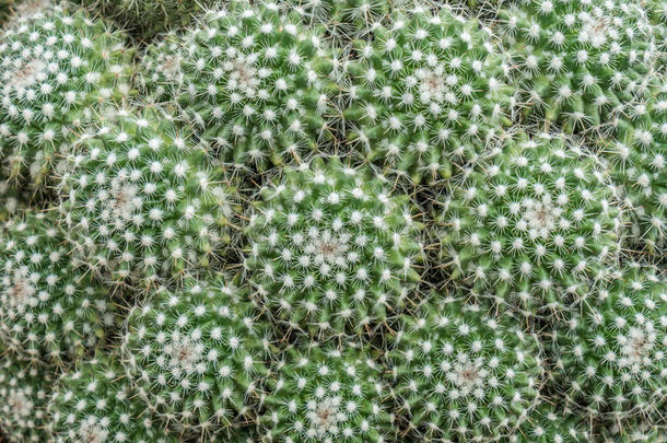 植物学的植物学仙人掌科仙人掌危险