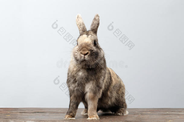 可爱的小兔子，棕色的皮毛坐在木头上，白色的背景