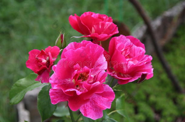 花园里美丽的粉红色玫瑰