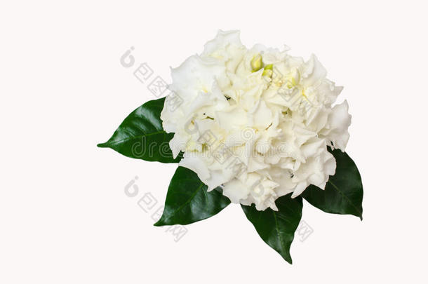 美丽的花束白色萌芽栀子花。