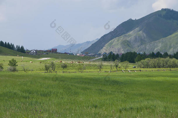 农业阿尔卑斯山云生态区生态系统