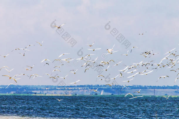 海鸥群在海洋、海洋、自然动物背景上