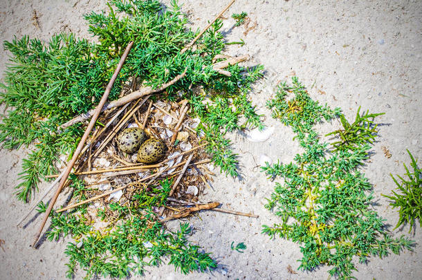海鸥在海滩上筑巢，有鸡蛋，自然背景