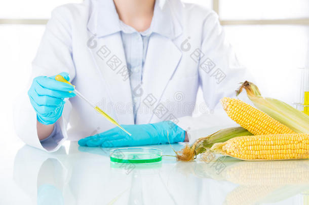 玉米基因改造食品研究需要更多的试验