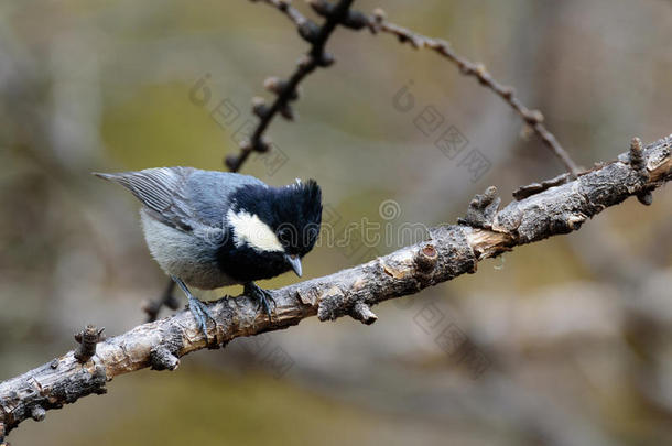 鸟栖息在树枝上寻找食物。