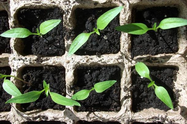 绿色的芽从<strong>方形盒子</strong>里的种子中生长出来