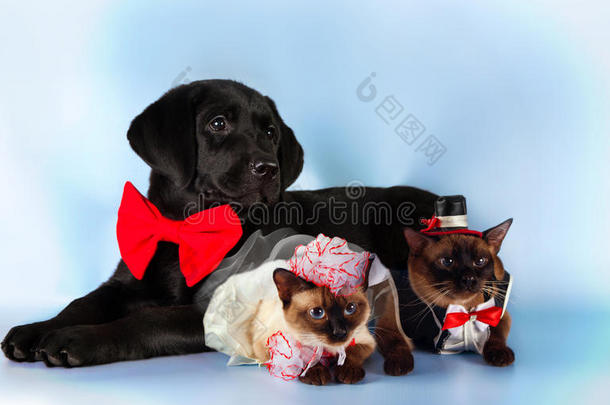 猫和狗，一对穿着婚礼服装的湄公河波波尾猫，黑色拉布拉多，新郎，蓝色背景的新娘