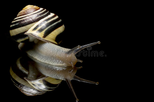 可爱的蜗牛。 花园蜗牛被隔离在黑色上。 特写镜头。 黑色反光背景上的花园蜗牛