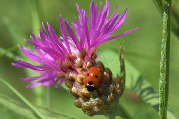 动物蚜虫甲虫开花缺陷
