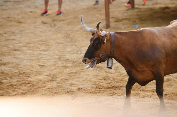 公牛在竞技场上被勇敢的年轻人取笑，因为他们在西班牙德尼亚的街道上奔跑
