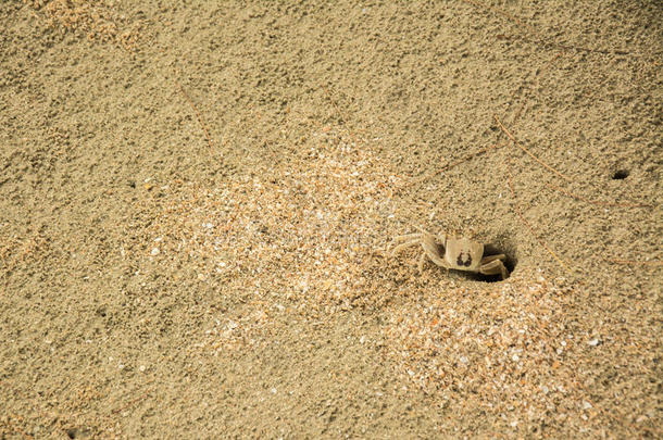 泰国海滩上的螃蟹。 角鬼蟹，角眼鬼蟹