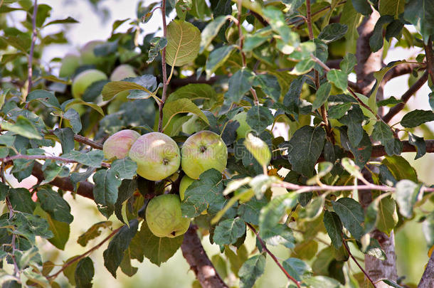 苹果水果园